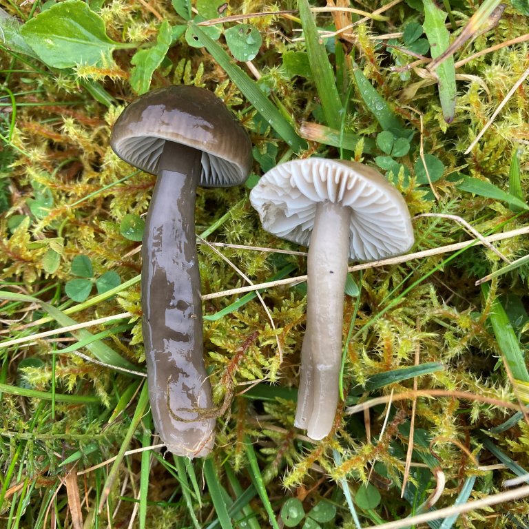 Grå vokssopp (Gliophorus irrigatus). Foto: Thomas Holm Carlsen