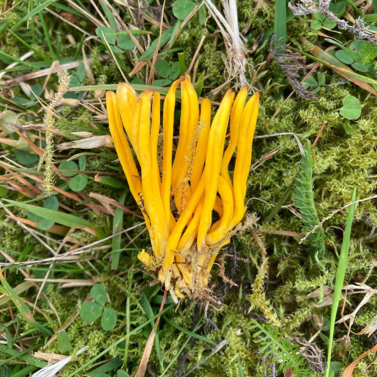 Gul småkøllesopp (Clavulinopsis helvola). Foto: Thomas Holm Carlsen