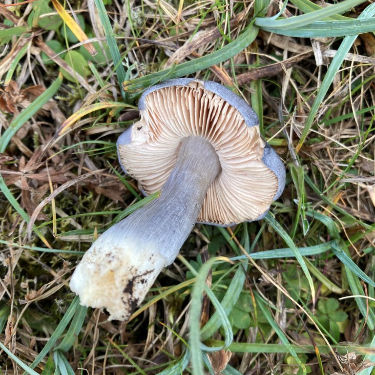 Praktrødspore (Entoloma bloxamii). Foto: Thomas Holm Carlsen