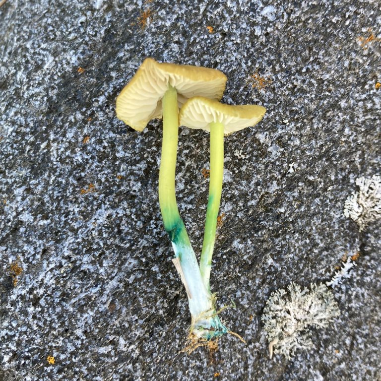 Grønn rødspore (Entoloma incanum). Foto: Thomas Holm Carlsen