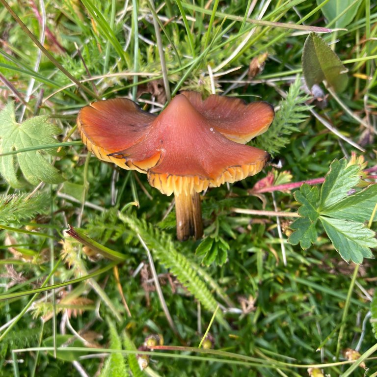 Kjeglevokssopp (Hygrocybe conica). Foto: Thomas Holm Carlsen