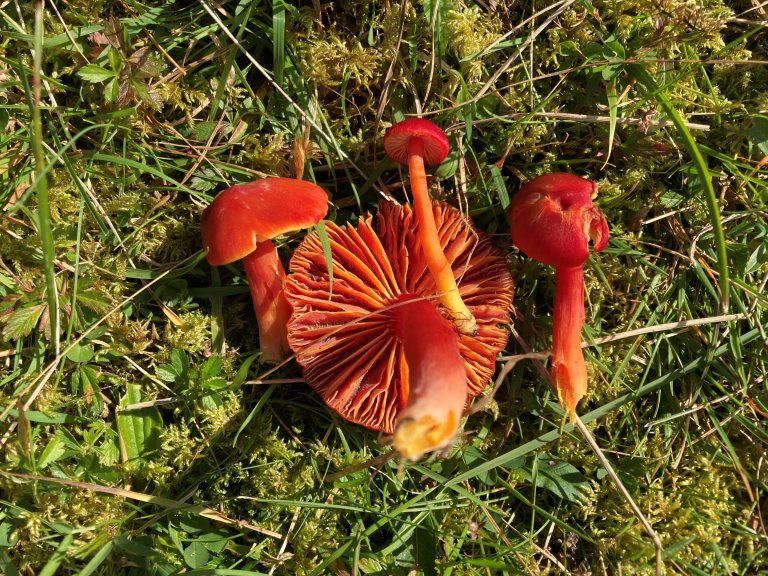 Mønjevokssopp (Hygrocybe coccinea). Foto: Thomas Holm Carlsen