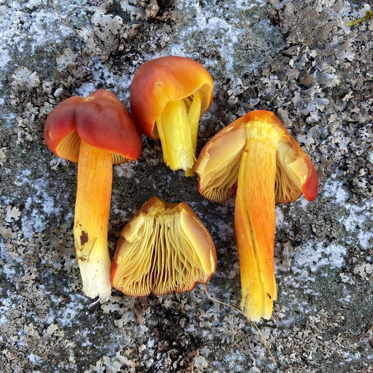 Skarlagenvokssopp (Hygrocybe punicea). Foto: Thomas Holm Carlsen