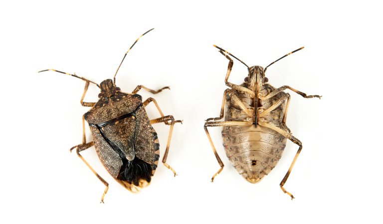 Brunmarmorert breiteige (Halyomorpha halys), er en invaderende art som opprinnelig hører hjemme i Asia. Insektet kan gjøre stor skade på blant annet frukttrær. Foto: Erling Fløistad