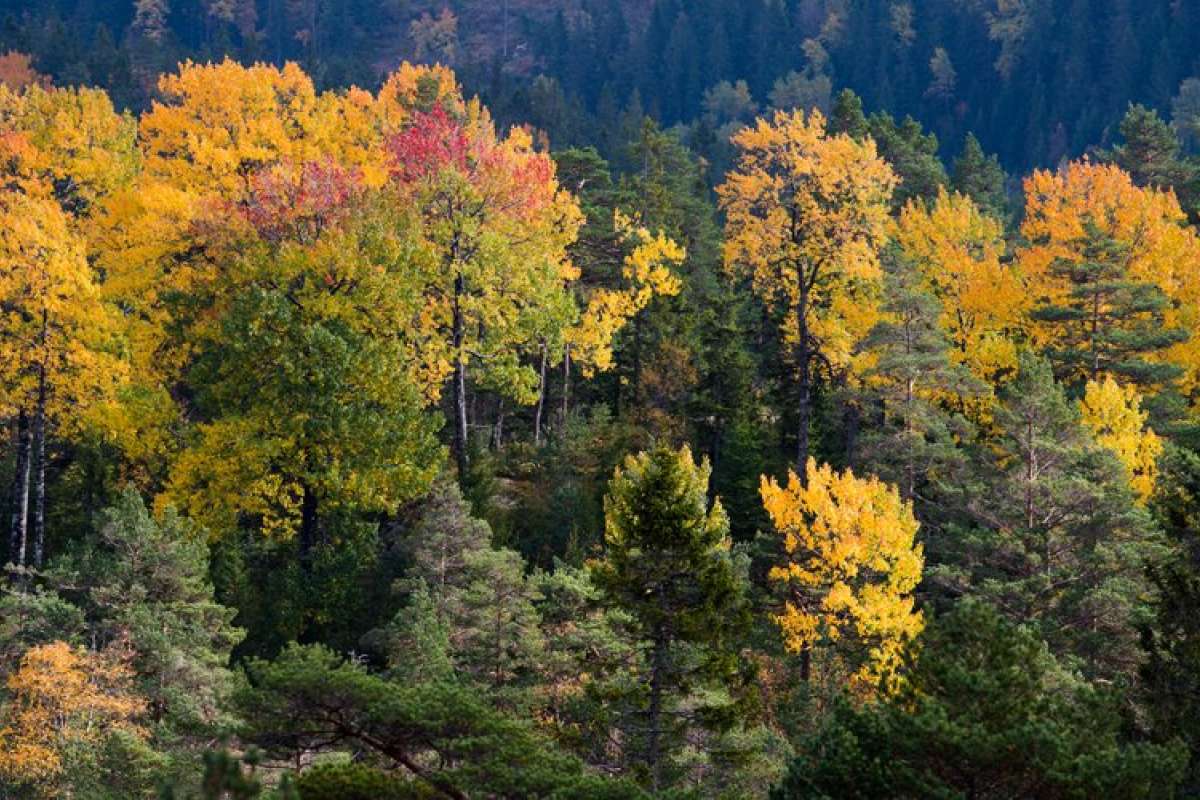 høstfarget osp i barskog - foto dan aamlid - nibio_cropped