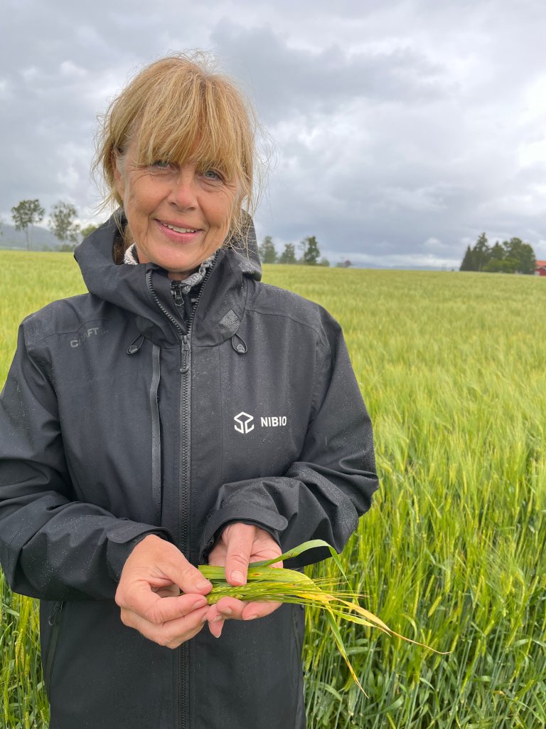 Prosjektleiar Ingerd Skow Hofgaard ønsker meir kunnskap om samanhengen mellom jordhelse og plantehelse. Her har ho funne bygg med symptom på soppsjukdommar. Foto: Silje Kvist Simonsen