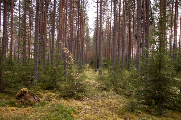 Produktiv skog.jpg