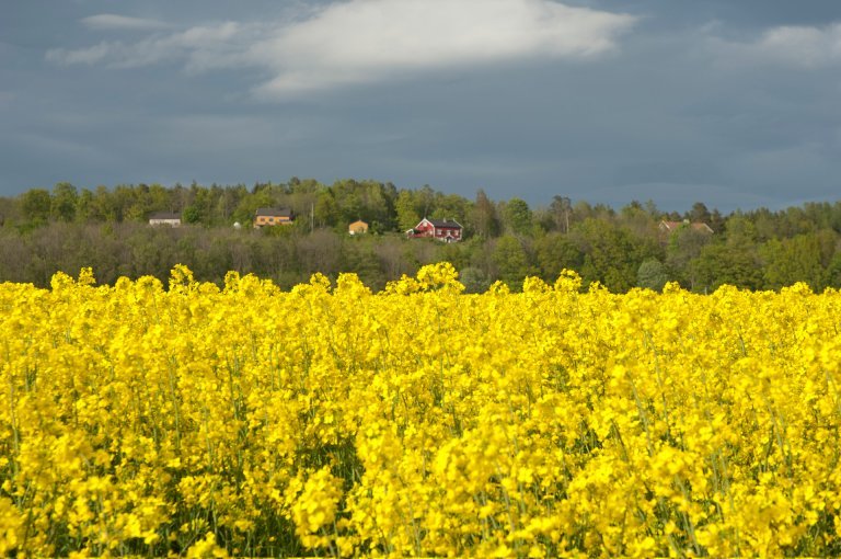 rapsåker_ef-20070523-190832_cropped.jpg