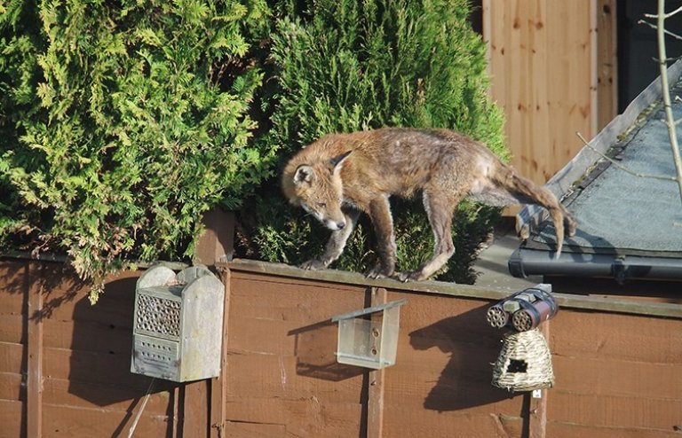 red-fox-balancing-act-two-column.jpg.thumb.768.768.jpg