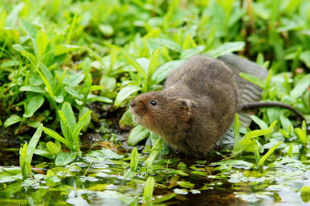 Water_Vole_on_Boot_Hill_(5592665124)