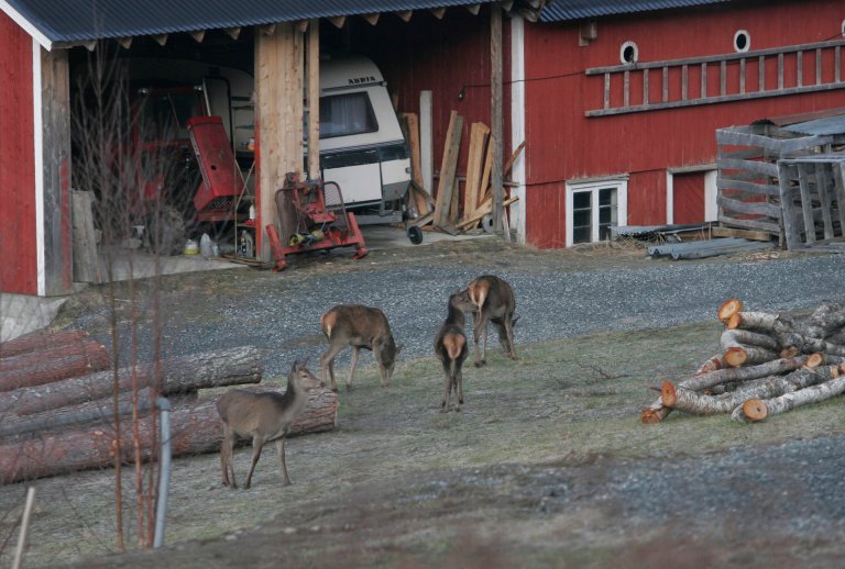 _mg_0142 hjort på innmark.jpg