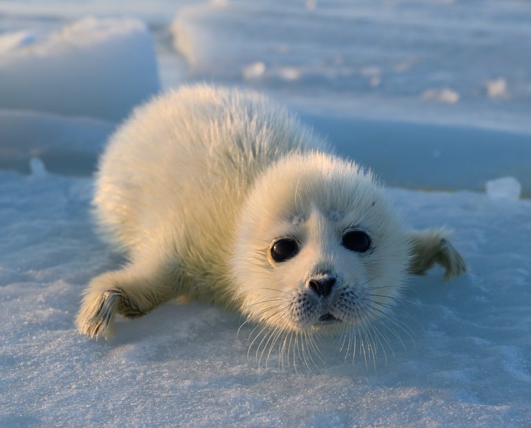 Kaspiselene parrer seg, føder, dier og lærer opp selungene sine utelukkende på is. Global oppvarming kan derfor ha alvorlig innvirkning på deres levevilkår. Foto: Tommi Nyman