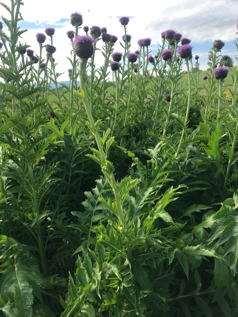 Reinrot (Leuzea carthamoides) er en flerårig urt i kurvplantefamilien. Den vokser på alpine enger og i subalpin sone (fra 1400 til 1800 moh.). Arten finnes viltvoksende i Sør-Sibir, Kasakhstan og Mongolia. Den dyrkes mange steder i Russland og Øst-Europa. Planten har rød-fiolette blomster og en lang blomsterstengel som kan bli opp til 1,5 m høy. Hver enkelt blomst er omkring 5 cm i diameter. De mørkfargede røttene kan bli opptil 40 cm lange. Foto: Mette Thomsen