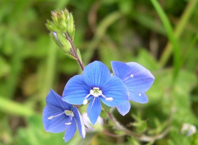 Tveskjeggveronika_blomst_klipt.jpg