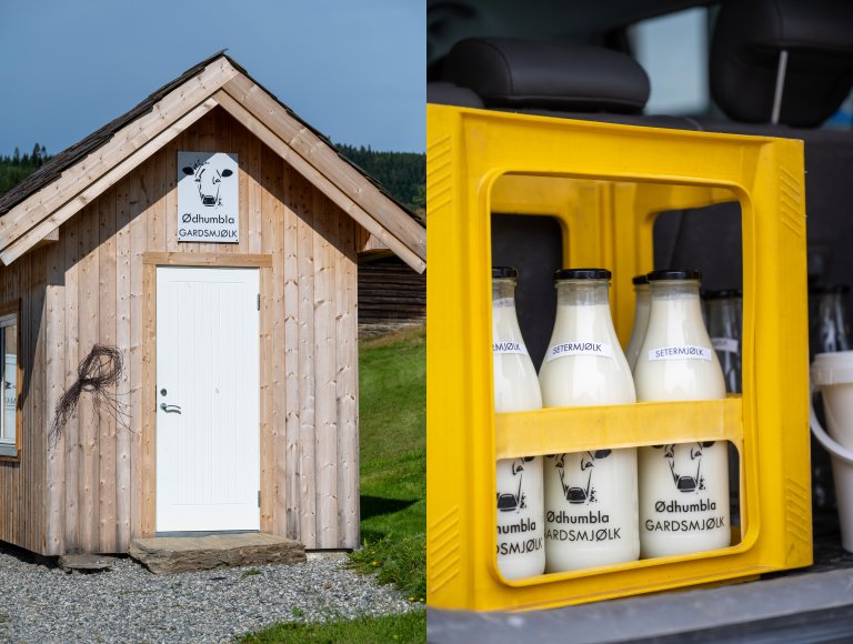 Det unike med Ødhumbla er at Jørn, Berit og kuene tilbyr fersk, lavpasteurisert melk – rett fra kua til forbruker. Et eget abonnement gir kundene tilgang til en salgsbu for gardsmjølka på gården. Foto: Lars Sandved Dalen, NIBIO