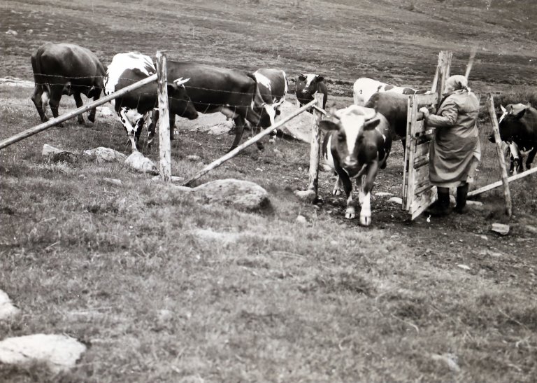 19_1969-ArthurSand-XIII-19_3631a_Grasvika_Sjodalen_Vågå_Oppland.JPG