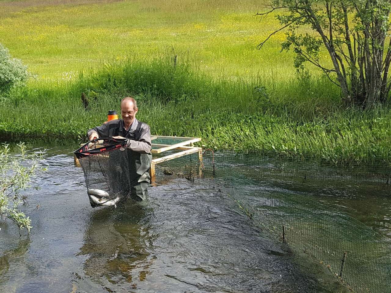 Bilde 1 - Fisk fra oppgangsfella - Foto Hallvard Jensen - NIBIO_cropped