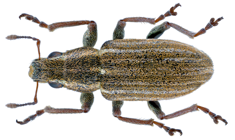 Sitona_lineatus_(Linné,_1758)_(10730525876).png