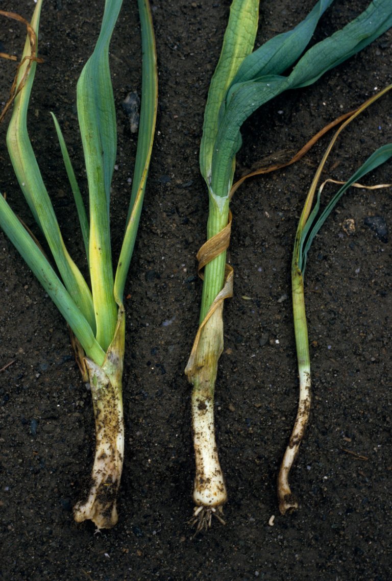 Skade av løkflue i purre. Larvene til løkflua lever inne i løken eller mellom de nederste bladene i purre og ødelegger det salgbare produktet. Foto: Arild Andersen
