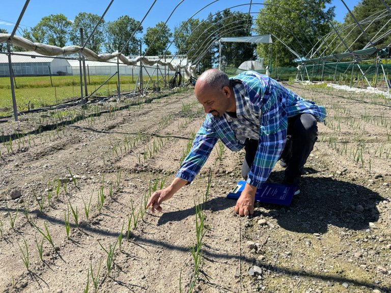 Belachew Asalf Tadesse, forsker ved NIBIO, leder det fireårige prosjektet Quality Onion. På forskningsfeltet i Ås tester forskerne nå ut ulike lavrisikomidler mot fusariose. Foto: Siri Elise Dybdal