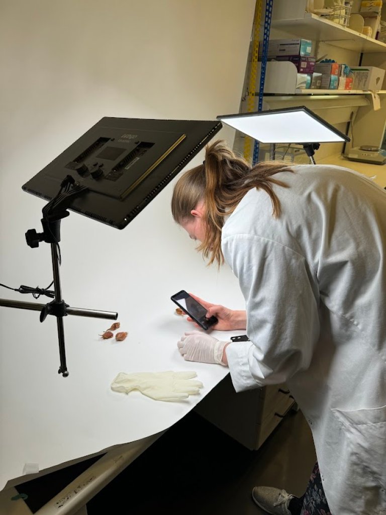Noen av Fusarium-artene på løk kan formere seg på andre vertplanter. Ved å identifisere artene, kan vi velge planter som ikke er vertsplanter til vekstskifte og redusere sykdomspresset. Foto: Siri Elise Dybdal