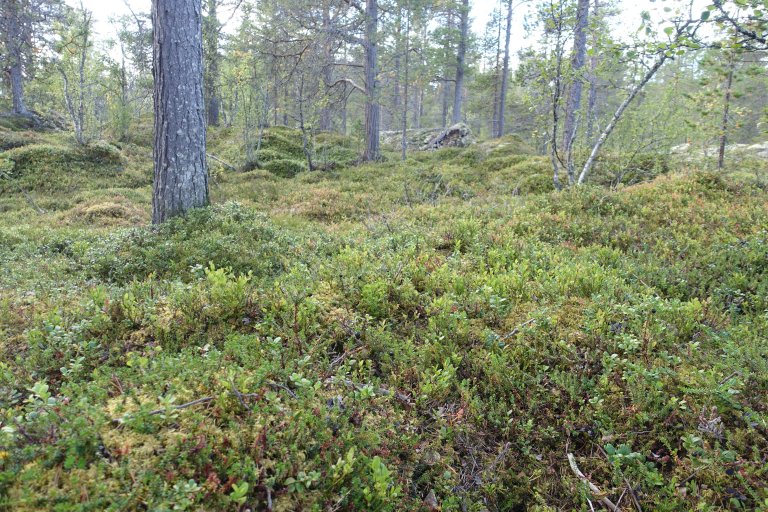 6a lav- og lyngrik furuskog_Innerdalen vest_Rennebu_300818_YNR (1).JPG