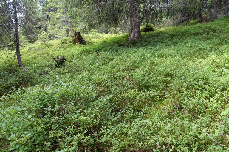 7b Blåbærgranskog 7_Grøtåsen_Gausdal_110817_YNR.JPG