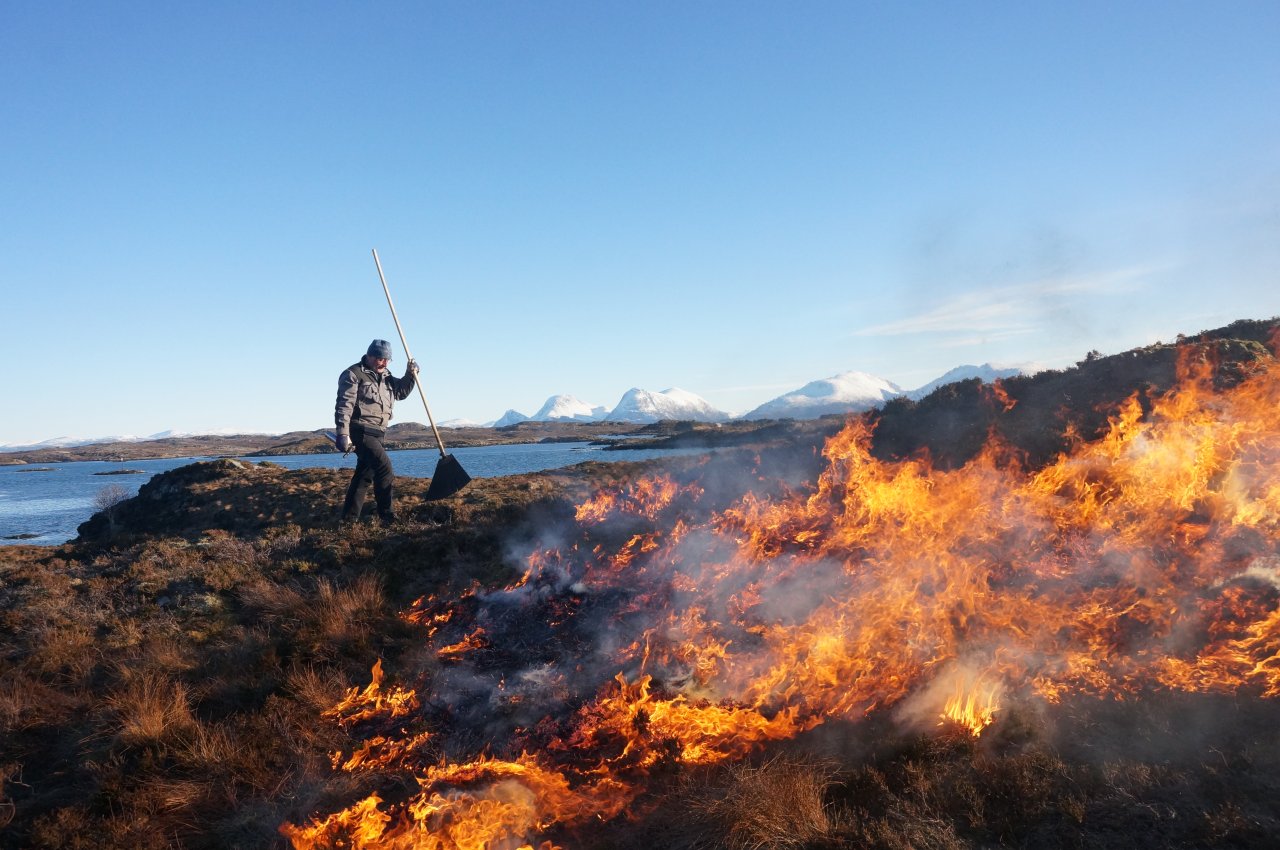 Lyngsviing er et effektivt virkemiddel for å fjerne gammel og tørkeskadet lyng til fordel for ny vegetasjon som vokser frem. Her fra lyngsviing på Smøla. Foto: Siri Vatsø Haugum.