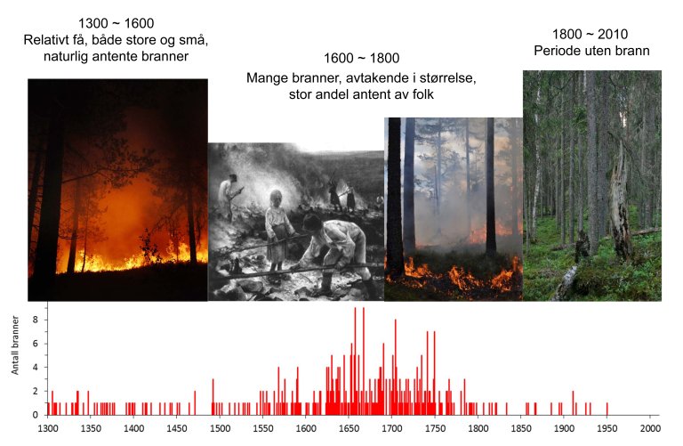 Bilde 1 - Tidslinje over skogbranner i Trillemarka 1300-2000.jpg