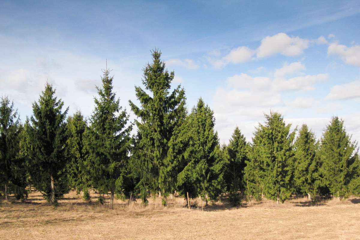 Granplantasje - Stein Tomter