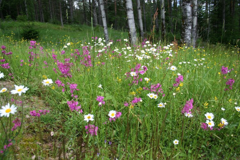 fra Grønli i Flesberg kommune_Ellen Svalheim