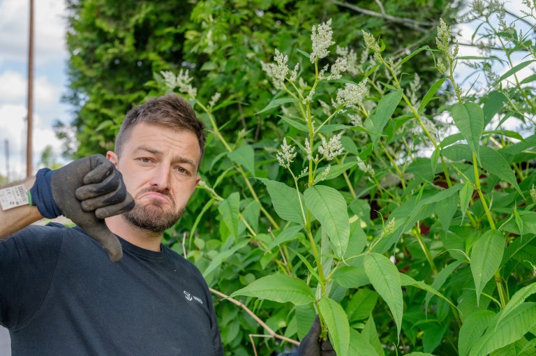 Forsker i NIBIO Pierre-Adrien Rivier viser frem et eksempel på en art man absolutt ikke vil ha i kaldkomposten. Dette er parkslirekne, som er svartelista i Norge. Generelt forsøker han å unngå å få frø i kaldkomposten. Foto: Anette Tjomsland Spilling