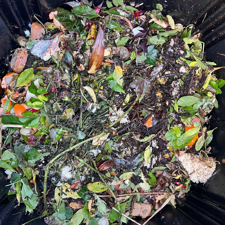 Kaldkomposten litt utpå høsten 2024, noen måneder etter at vi startet. Her er det nok fortsatt for mye matavfall i forhold til plantemateriale. Det bør være en tredjedel matavfall og to tredjedeler hageavfall. Foto: Anette Tjomsland Spilling