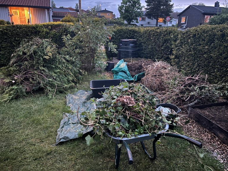 Mengden hageavfall fra vår store hage var overveldende i starten. Her er et eksempel på hvordan det kan se ut en sen kveld etter gjentatte runder med hekk- og hagesaks. Hva skulle vi gjøre med alt sammen, hva og hvor mye kan egentlig komposteres? Foto: Anette Tjomsland Spilling.