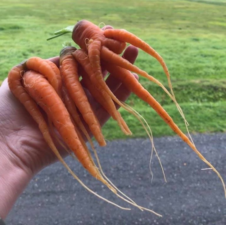 Det som er litt spesielt med gulrotplanten er at den ikke kan flyttes på. Den strekker den første lille rota så dypt ned i jorda som den kan. Etter det vokser rota bare i bredden. Derfor blir gulrota krokete eller vokser i en snurr om du flytter på den. Det samme skjer om rota treffer på stein eller tettpakket jord. Snurrete gulrøtter er ofte morsomme å høste. Men de gir mindre avling og gjør det vanskeligere å vaske bort sand og jord. Foto: NIBIO