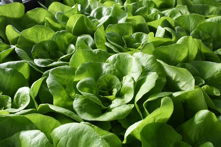 Om du er glad i salat er det mange ulike sorter å velge mellom. Det enkleste er kanskje bladsalat som vokser med frittstående blader som du kan spise etter hvert som de vokser til. Du kan kjøpe såkalt «plukksalat», som er en miks av ulike bladsalater. Disse vokser ganske raskt under lyse, varme forhold og med jevn vanning. Du kan ha dem på verandaen og høste utover hele sommeren. Foto: Liv Jorunn Hind