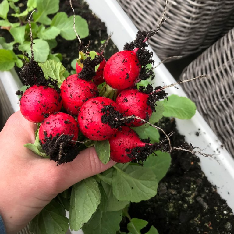 Reddik kan du dyrke i en liten verandakasse. Dee tåler godt å sås direkte ut, uansett hvor i landet du bor. Foto: Liv Jorunn Hind