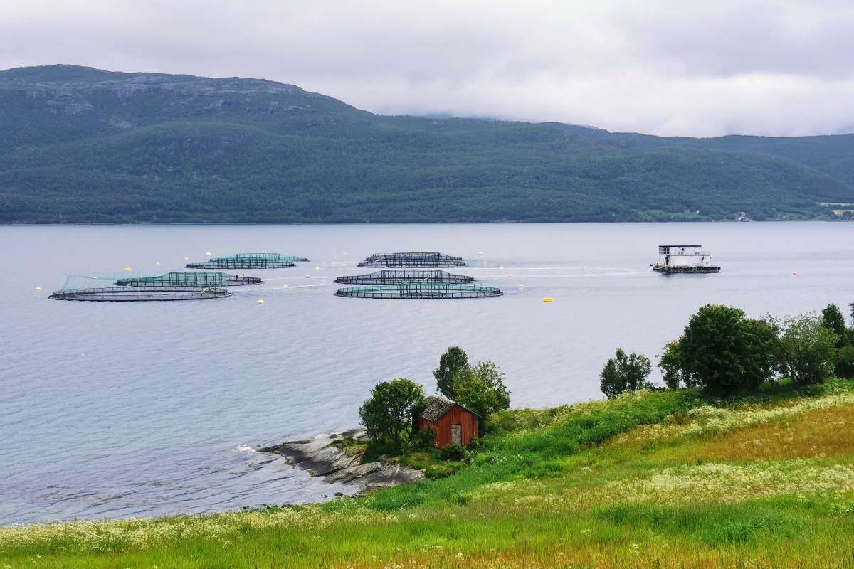 Akvakultur Dyrøy1 EM