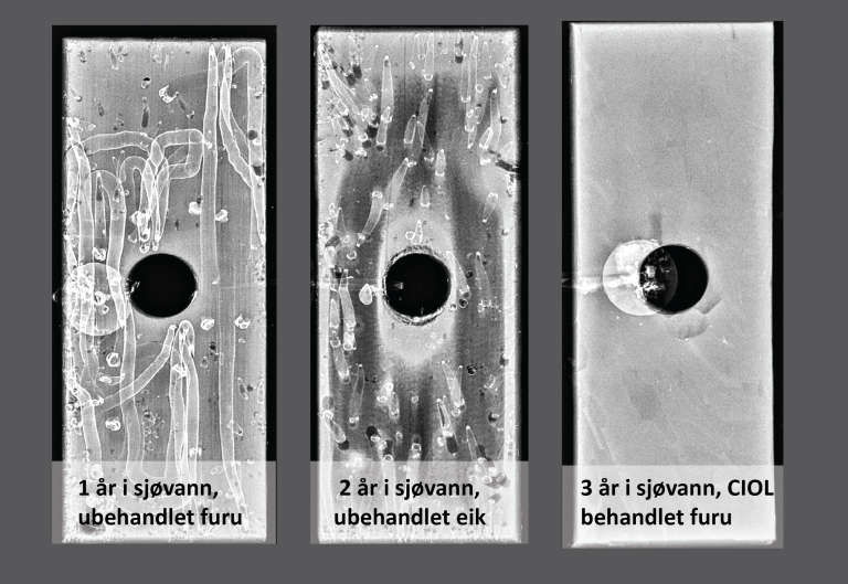 Røntgenbilder av hvordan treverk ser ut på innsiden etter at det har blitt utsatt for havets påvirkning. Bildet til venstre og i midten viser hvor fort ubehandlet treverk brytes ned i sjøvann. Til høyre er et bilde av en CIOL prøve etter tre år i sjøvann, som fortsatt er upåvirket av trespisende organismer. Foto: Erling Lona