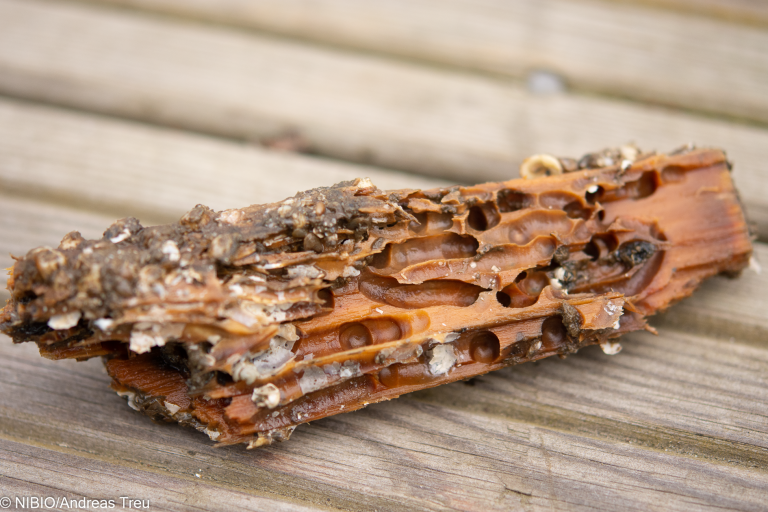 Treprøve som er tydelig preget av påvirkning fra havet. Foto: Andreas Treu