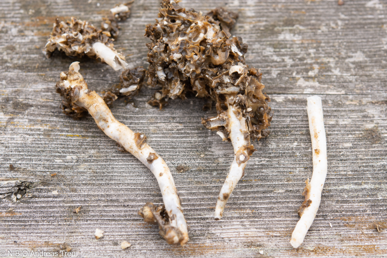 Pælemark lager kalkkanaler inni treverket. Slik ser de ut når de separeres fra treverket. Foto: Andreas Treu