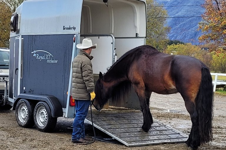 Alle hesteeiere er kjente med hvor utfordrende det kan være å laste hest på henger. Da er det viktig å huske at hesten er redd og stresset, og det eneste som hjelper for en stresset eller redd hest er at du tar deg tid til å bygge tillit og trygghet. Å bruke positiv forsterkning for hver millimeter av framgang inn på hestehengeren kan ta lang tid, men resultatet kan man glede seg over neste gang du skal på tur med hesten din. Foto: Grete H.M. Jørgensen