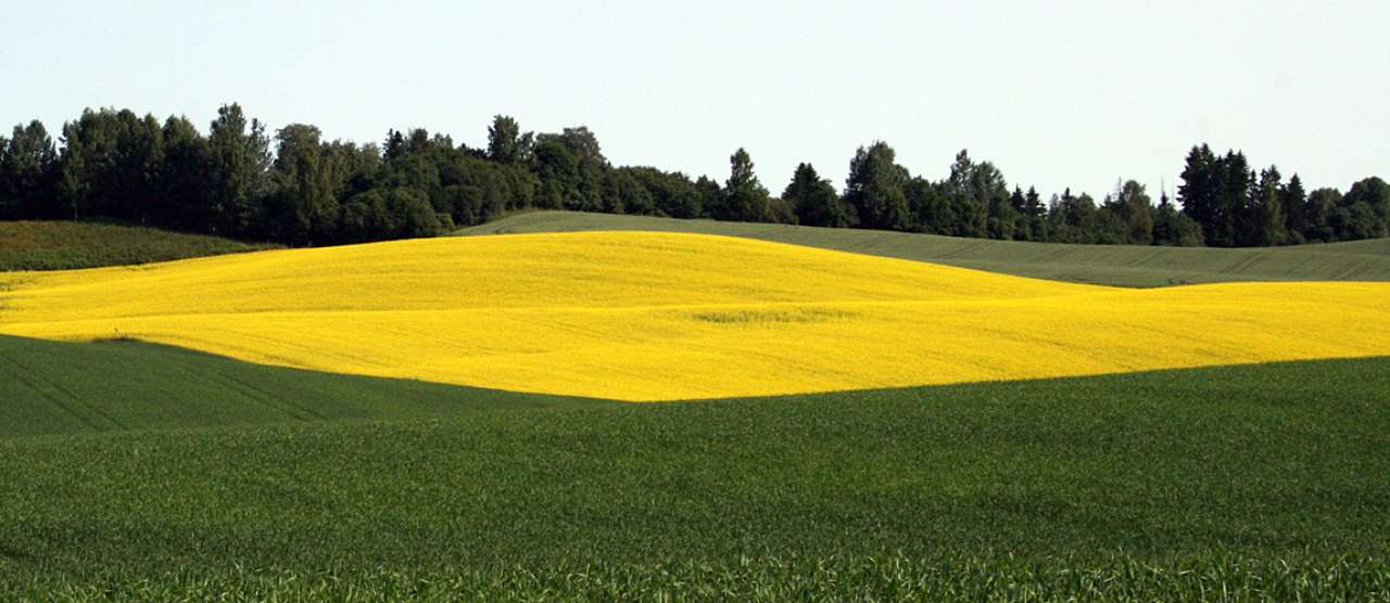 Vekstskifte oljevekster Romerike Unni Abrahamsen_cropped.jpg