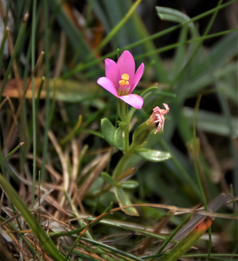 7.	Tusengylden (Centaurium littorale) er en art som er kategorisert som nær truet (NT) i Norge og der opphør av beite på strandenger er en av påvirkningsfaktorene. Foto: Wenche Dramstad