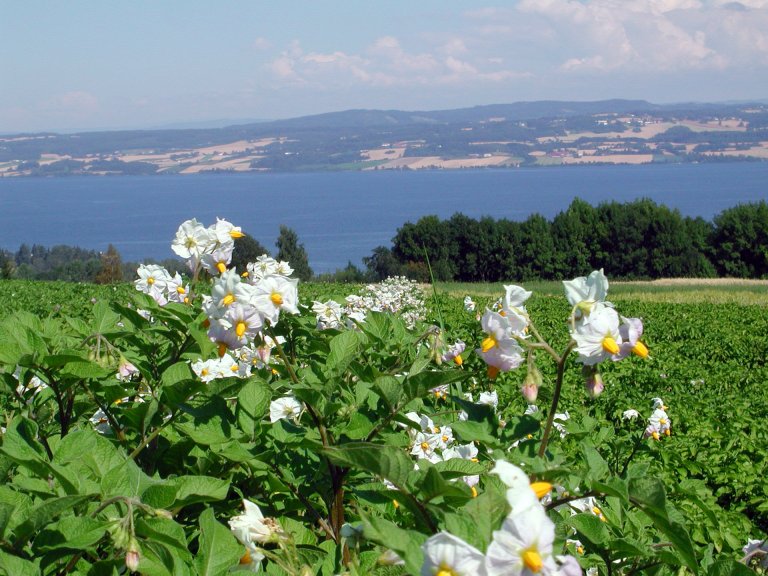 Potetblomst+utsikt_cropped.jpg