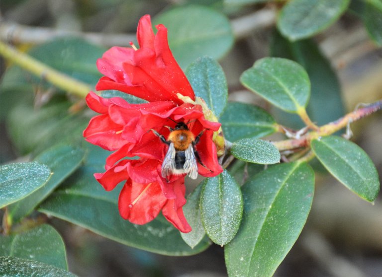 humle på rhododendron.jpg