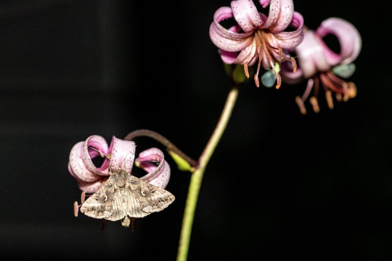 Ofte er det bier, humler og sommerfugler som får anerkjennelse for den rollen de spiller som pollinatorer i både landbruk og økosystemer. Mens vi sover er det imidlertid møll og andre nattaktive insekter som overtar ansvaret for pollineringen. Foto: Erling Fløistad