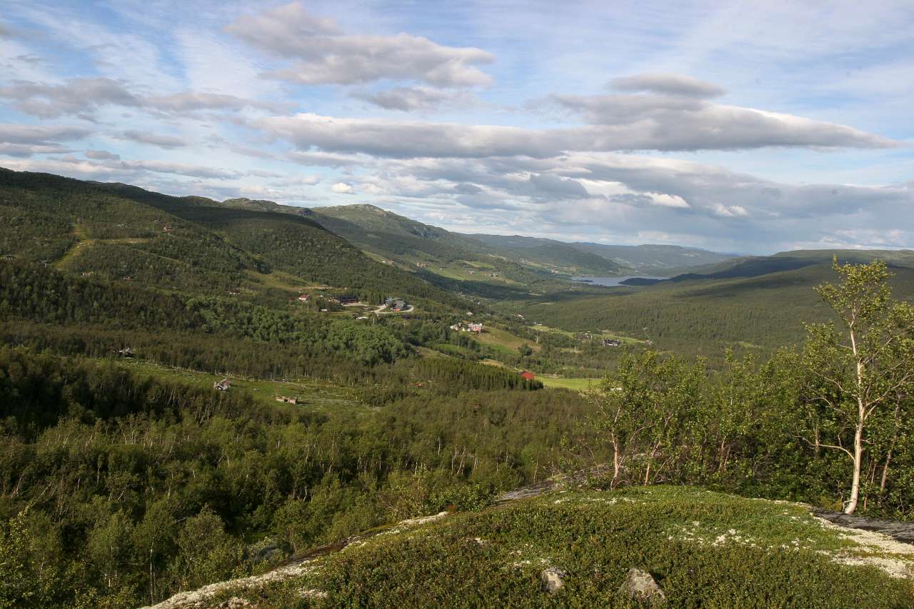 skogareal - lauvskog_ barskog og dyrka mark_ Leveld_ Ål