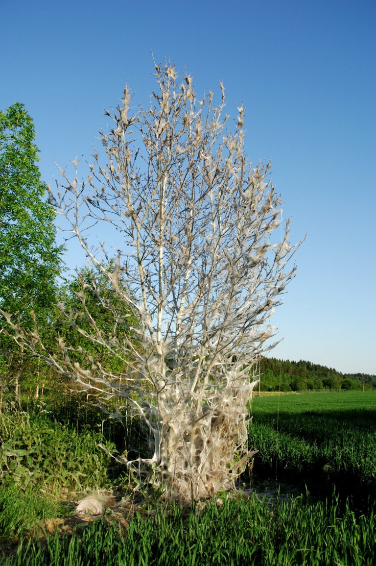 Hegg angrepet av heggspinnmøll. Foto. Erling Fløistad