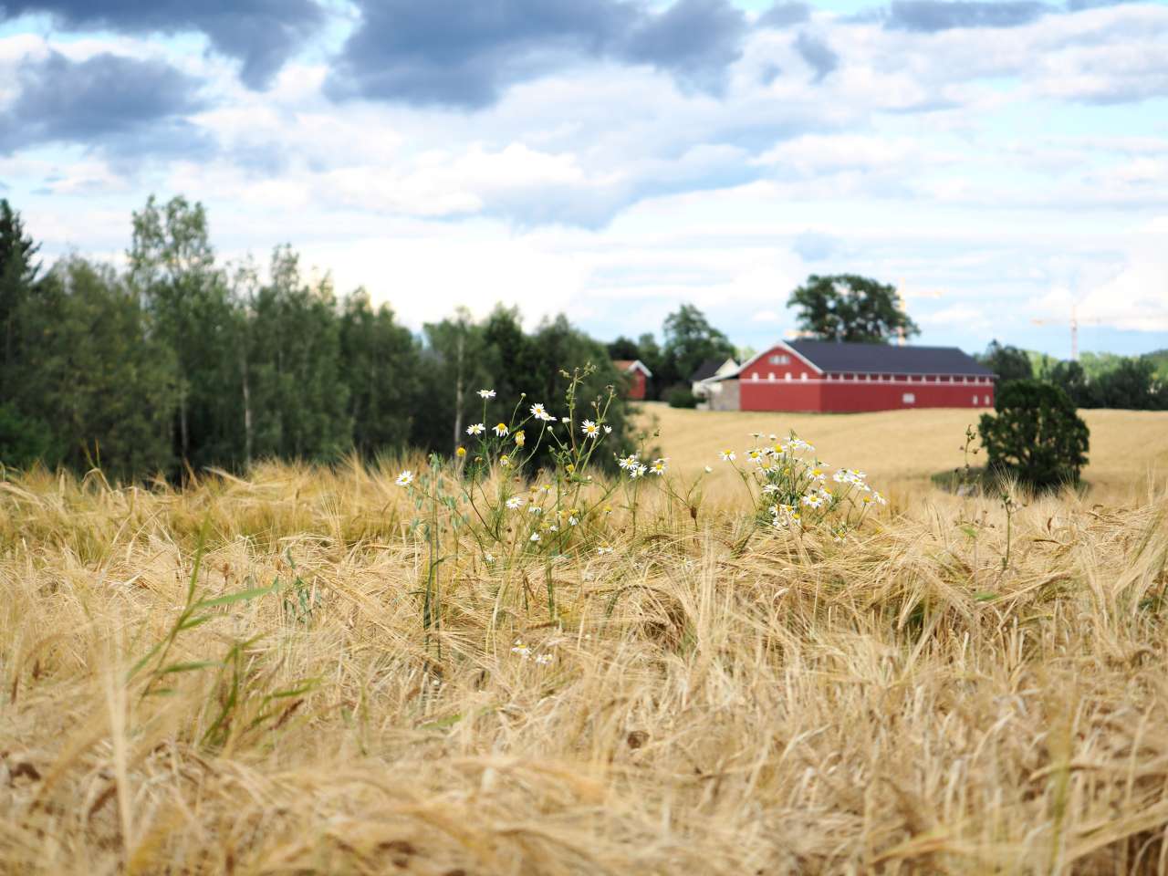 201806_kornåker_Ås_Foto Ulrike Bayr